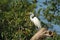 Great Egret on Kinabatangan River, Sabah