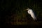 A Great Egret at a Lagoon in Evening Light