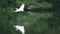 Great egret on lake eating fish