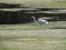 Great egret in lake filled with algae