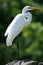 Great Egret at Lake Victoria - Uganda, Africa