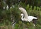 Great egret landing in pine tree