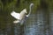 Great egret landing in shallow water at a Florida swamp.