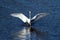 Great Egret landing on the water (Ardea modesta), Oregon, Emigrant lake, near Ashland, Taken 11/2013