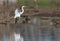 Great Egret landing in wetland