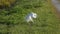 Great egret with a large catfish