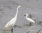 Great Egret and Little Egret