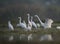 The Great Egret and little egrets fishing