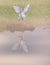 Great egret looks at its reflection