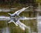 Great Egret lunges after prey