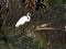 Great Egret in the Mangrove Swamp