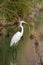 Great egret marsh bird fish hunter