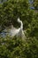 Great egret mating ritual performed in a Florida tree