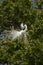 Great egret mating ritual performed in a Florida tree