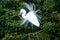 Great Egret Mating Season Display