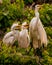 Great Egret Mom and her two hungry babies stand on nest