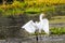 Great Egret Myakka River State Park