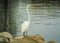 Great Egret near the Sacramento River