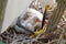 Great Egret nest with young chicks. Birds nest