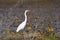 Great Egret, Okefenokee Swamp National Wildlife Refuge, Georgia