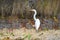 Great Egret, Okefenokee Swamp National Wildlife Refuge, Georgia