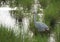 Great Egret in Paddy field