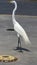 Great egret in a parking lot