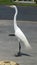 Great egret in a parking lot
