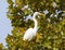 Great egret perched high in a tall tree at the edge of White Rock Lake in Dallas, Texas.