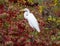 Great egret perched high in a tall tree at the edge of White Rock Lake in Dallas, Texas.