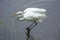 Great egret perched on a submerged branch in Florida`s everglade