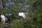 Great Egret Perched in Tree.