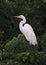 Great Egret perched in a treetop