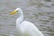 Great Egret Perched on a Water\'s Edge