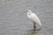 Great Egret perching in pond at