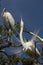 Great egret performing mating ritual near a wood stork