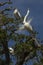 Great egret performing mating ritual near a wood stork