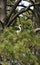 Great Egret in pine tree