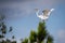 Great Egret in Pine Tree As Storm Rolls In