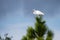 Great Egret in Pine Tree As Storm Rolls In