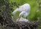 Great Egret Portrait