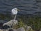 Great Egret Posing on Coquina Rocks