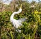 Great Egret Posturing in Breeding Plumage