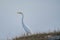 Great Egret  on the Prairies in Springtime