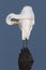 Great Egret Preening