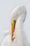 Great Egret Preening Closeup