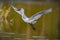 Great egret prepares for landing at nest with wings stretched wide