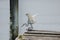 Great Egret Preparing to Dive Off Pier