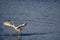 Great egret preparing to fly with its wings open