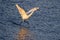 Great egret preparing to fly with its wings open